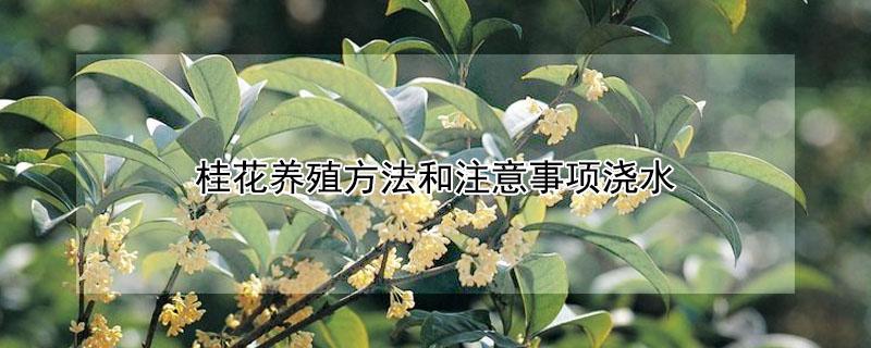 桂花养殖方法和注意事项浇水 桂花是凶树还是吉树