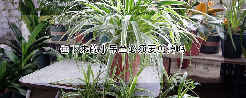 垂下来的小吊兰必须要剪掉吗（吊兰长出的硬杆需要剪掉吗）