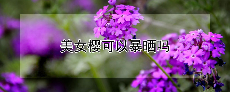 美女樱可以暴晒吗（美女樱能晒太阳吗）