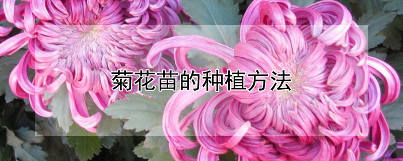 菊花苗的种植方法（菊花苗的种植方法和技术）
