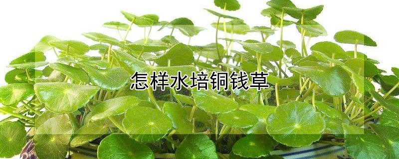 怎样水培铜钱草 怎样水培铜钱草籽