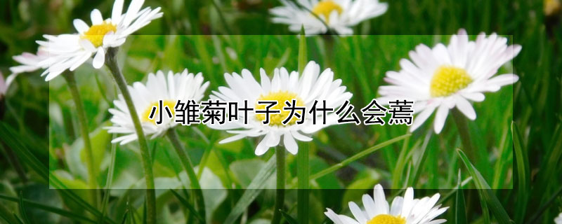 小雏菊叶子为什么会蔫（小雏菊叶子蔫了怎么办）
