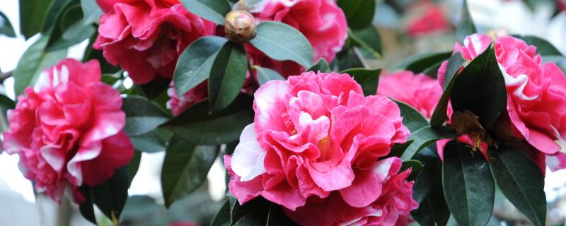 山茶花花语及代表意义（月下山茶花花语及代表意义）