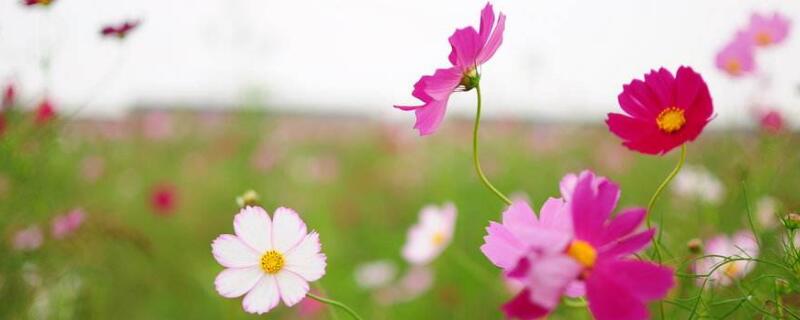 格桑花的花语和寓意（格桑花的花语和寓意,格桑花到底是什么）