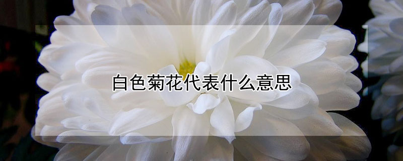 白色菊花代表什么意思 白色菊花花语是什么