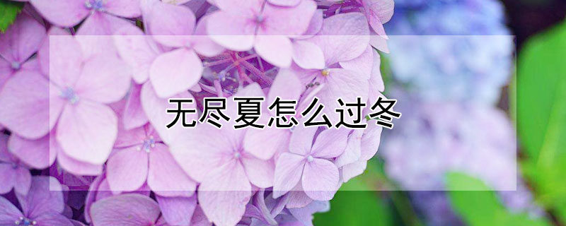 无尽夏怎么过冬（无尽夏过冬的方法）