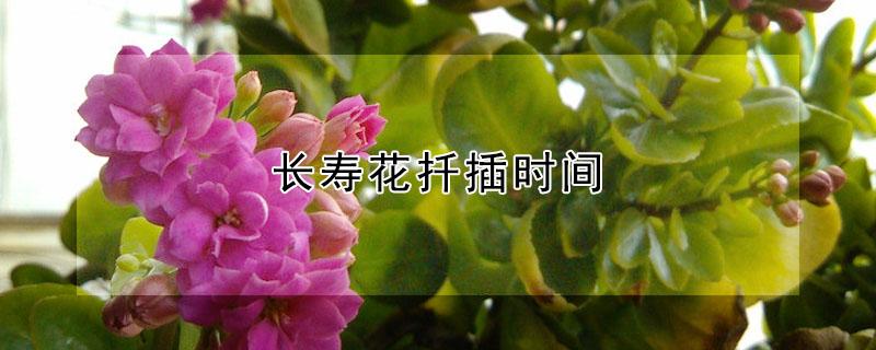 长寿花扦插时间（长寿花扦插时间视频讲解）