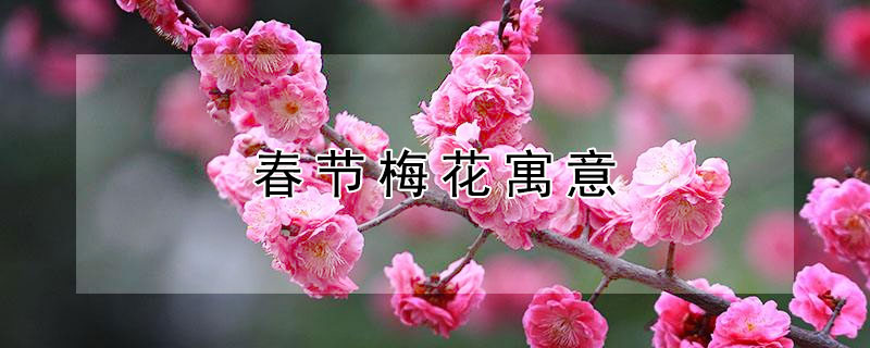 春节梅花寓意 春节梅花寓意着什么