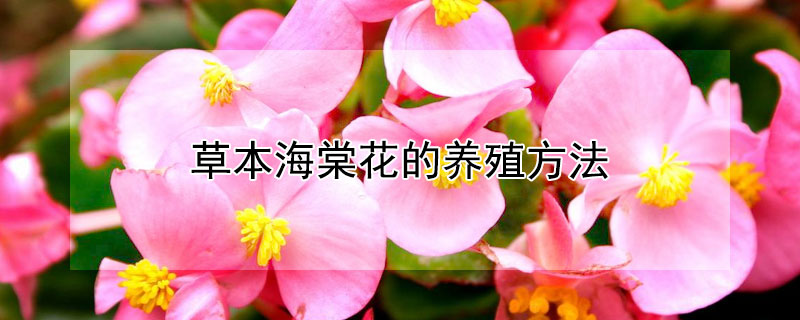 草本海棠花的养殖方法 草本海棠花的养殖方法和管理