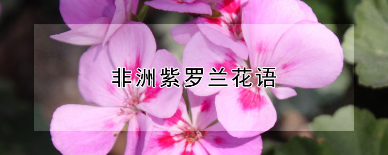 非洲紫罗兰花语 非洲紫罗兰花语追求希望