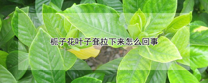栀子花叶子耷拉下来怎么回事 栀子花叶子耷拉下来怎么回事视频