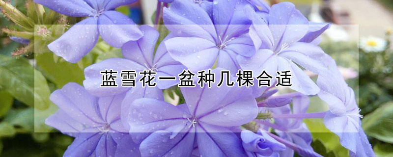 蓝雪花一盆种几棵合适（蓝雪花一盆种几棵合适呢）
