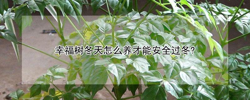 幸福树冬天怎么养才能安全过冬?（幸福树冬天咋养）