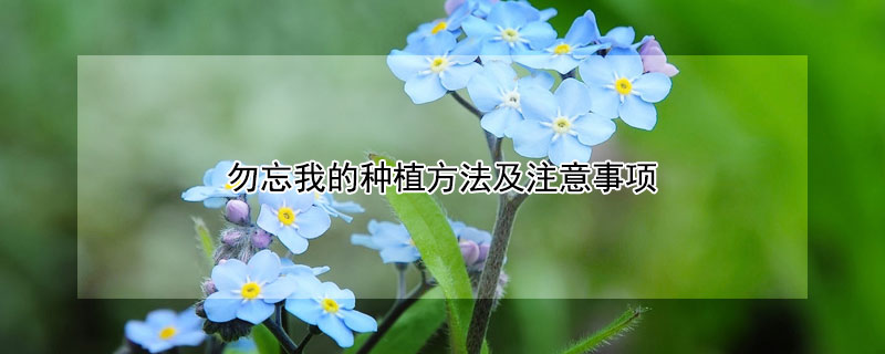 勿忘我的种植方法及注意事项（勿忘我的种植方法和时间）