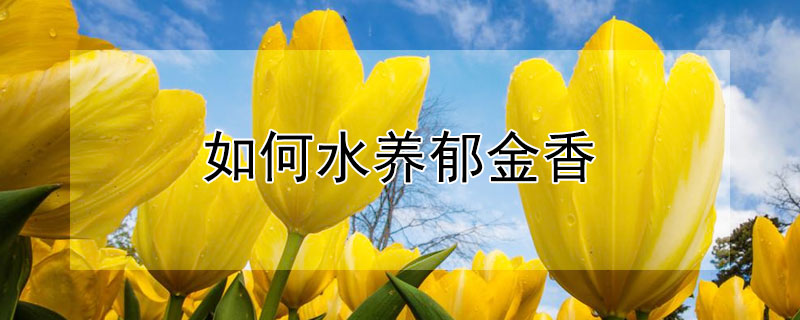 如何水养郁金香（郁金香怎么养水里视频）