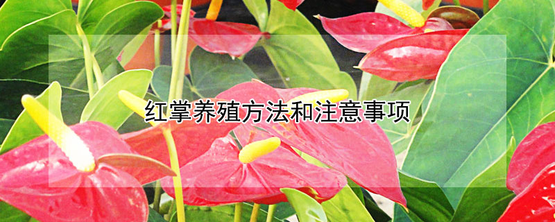 红掌养殖方法和注意事项 红掌养殖方法和注意事项修剪