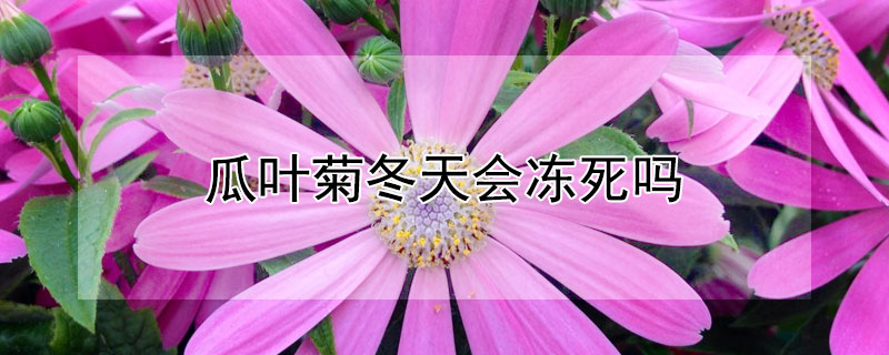 瓜叶菊冬天会冻死吗 瓜叶菊冬天会冻死吗图片
