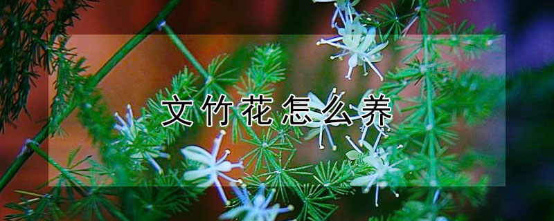 文竹花怎么养（文竹花怎么养才会茂盛）