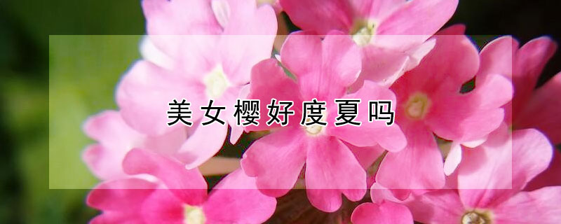 美女樱好度夏吗 美女樱难度夏吗