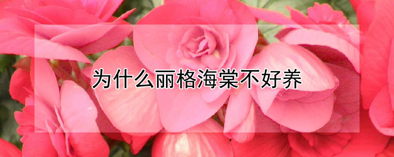 为什么丽格海棠不好养 为什么丽格海棠不好养活