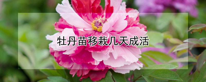牡丹苗移栽几天成活 牡丹苗移栽几天成活率高