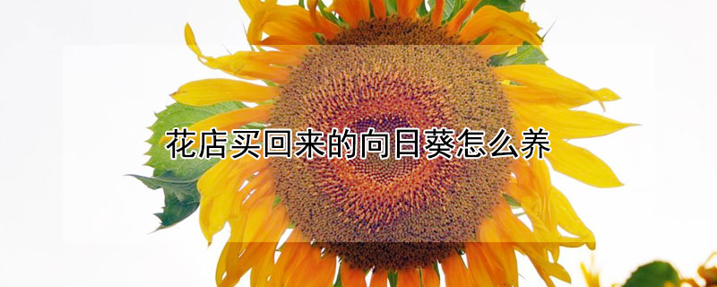 花店买回来的向日葵怎么养 花店买回来的向日葵怎么养活