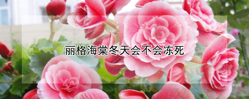 丽格海棠冬天会不会冻死（丽格海棠 冬天）