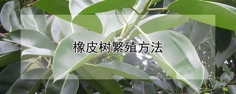 橡皮树繁殖方法 橡皮树繁殖方法压条图解
