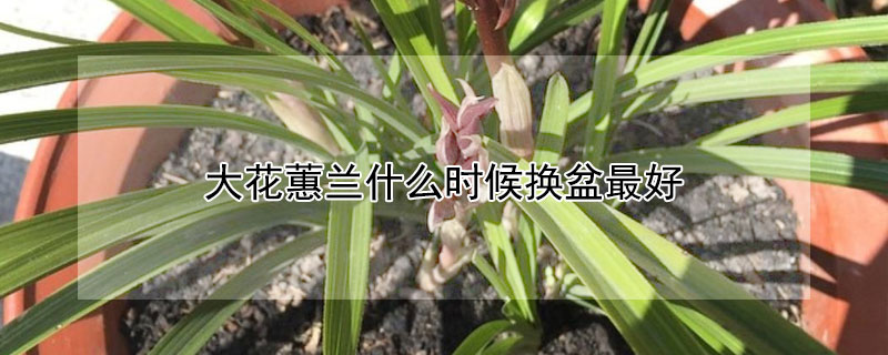 大花蕙兰什么时候换盆最好 大花蕙兰什么时候换盆最好呢