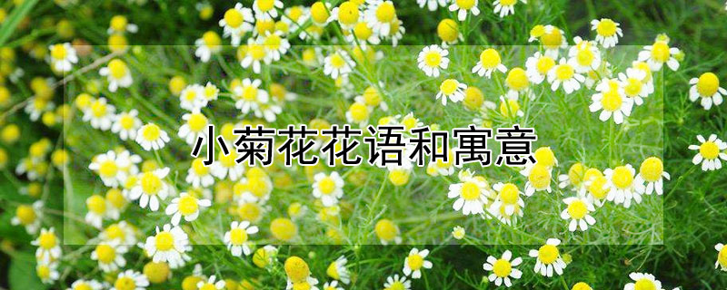 小菊花花语和寓意（小菊花花语和寓意怎么写）