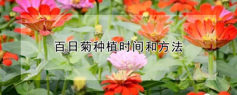 百日菊种植时间和方法（百日菊如何养殖）