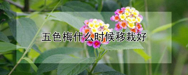 五色梅什么时候移栽好（五色梅几月换盆最好）