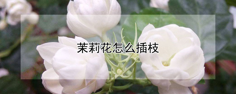 茉莉花怎么插枝（茉莉插枝方法）