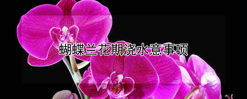 蝴蝶兰花期浇水意事项 蝴蝶兰花期怎样浇水及施肥呢?