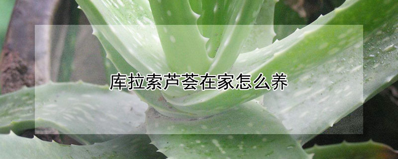 库拉索芦荟在家怎么养 库拉索芦荟在家怎么养活