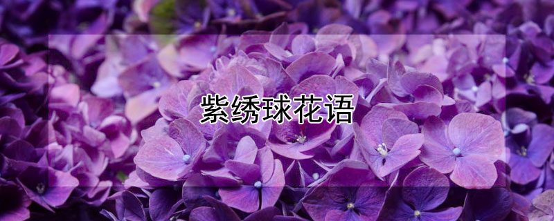 紫绣球花语 紫绣球花语是什么意思