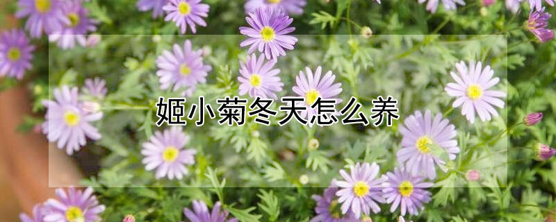 姬小菊冬天怎么养 姬小菊怎么过冬