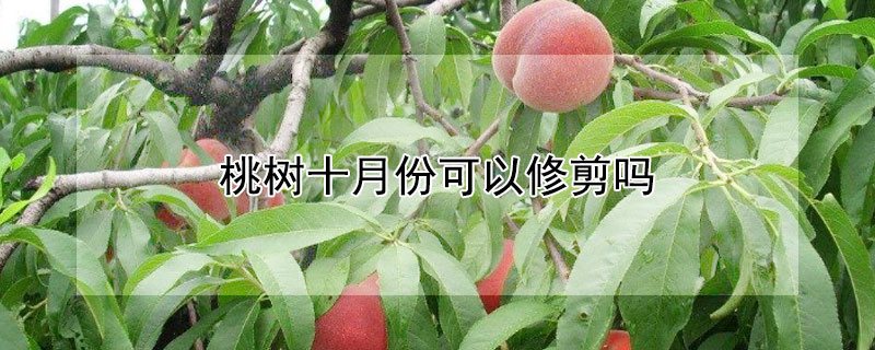 桃树十月份可以修剪吗 桃树十月份可以修剪吗视频