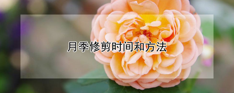 月季修剪时间和方法（冬季月季修剪时间和方法）