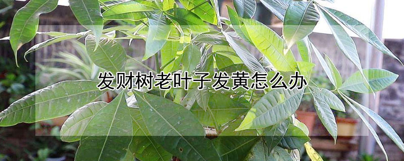 发财树老叶子发黄怎么办（家里种的发财树叶子发黄怎么办）