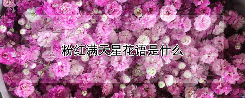 粉红满天星花语是什么（粉红满天星花语和寓意）