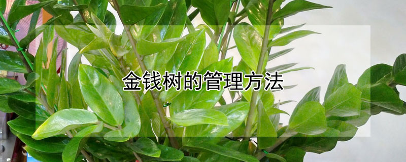 金钱树的管理方法（金钱树的管理方法?）