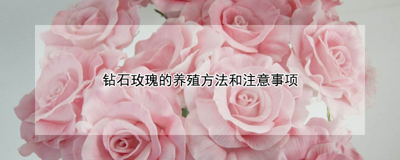 钻石玫瑰的养殖方法和注意事项 钻石玫瑰的养殖方法和注意事项