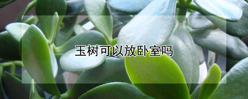 玉树可以放卧室吗 玉树可以放卧室吗什么花可放卧室富贵叶可以放卧室吗