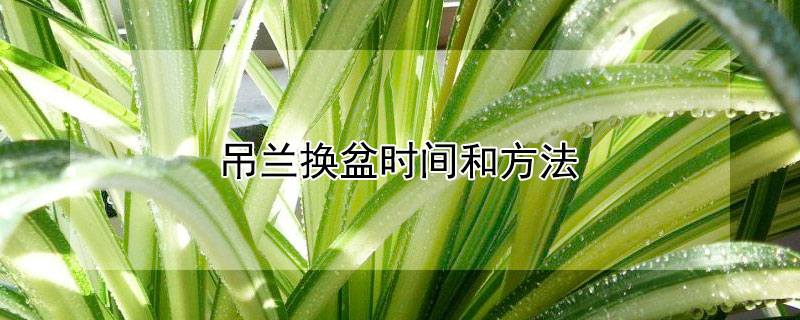 吊兰换盆时间和方法 吊兰换盆的正确方法