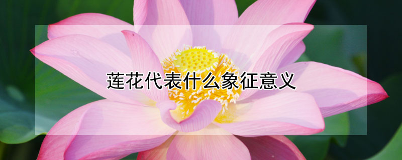 莲花代表什么象征意义（白色莲花代表什么象征意义）