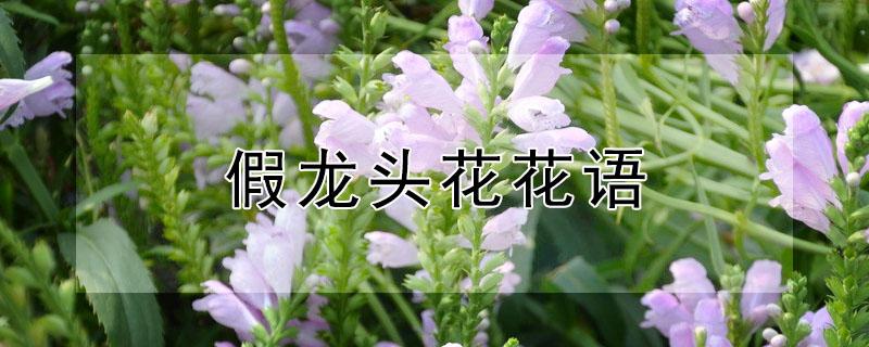 假龙头花花语（假龙头花语是什么）