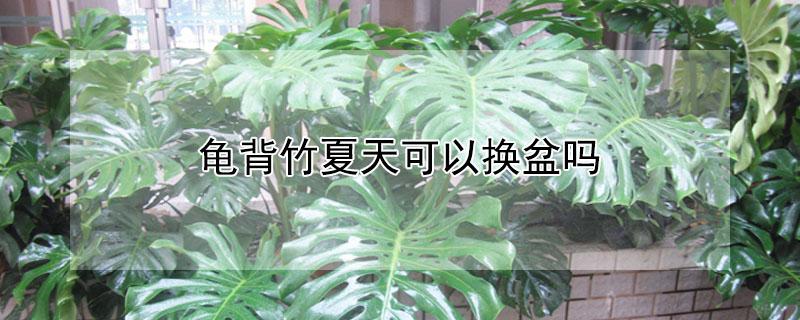 龟背竹夏天可以换盆吗（龟背竹夏天可以换盆吗?）