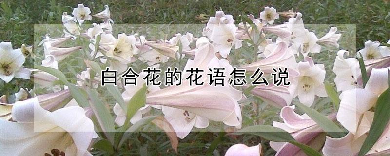 白合花的花语怎么说（白合花的花语怎么说一支）