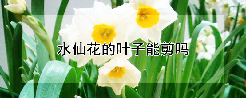 水仙花的叶子能剪吗 水仙花的叶子能剪吗怎么剪